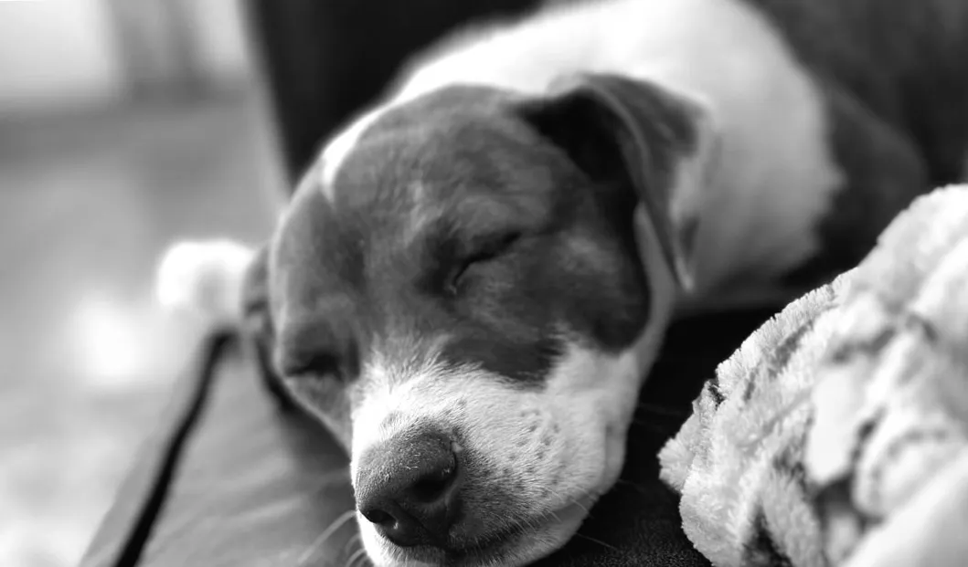 So wird Ihr Lieblingshaustier zum süßen iPhone-Emoji – ein einfacher Trick enthüllt!