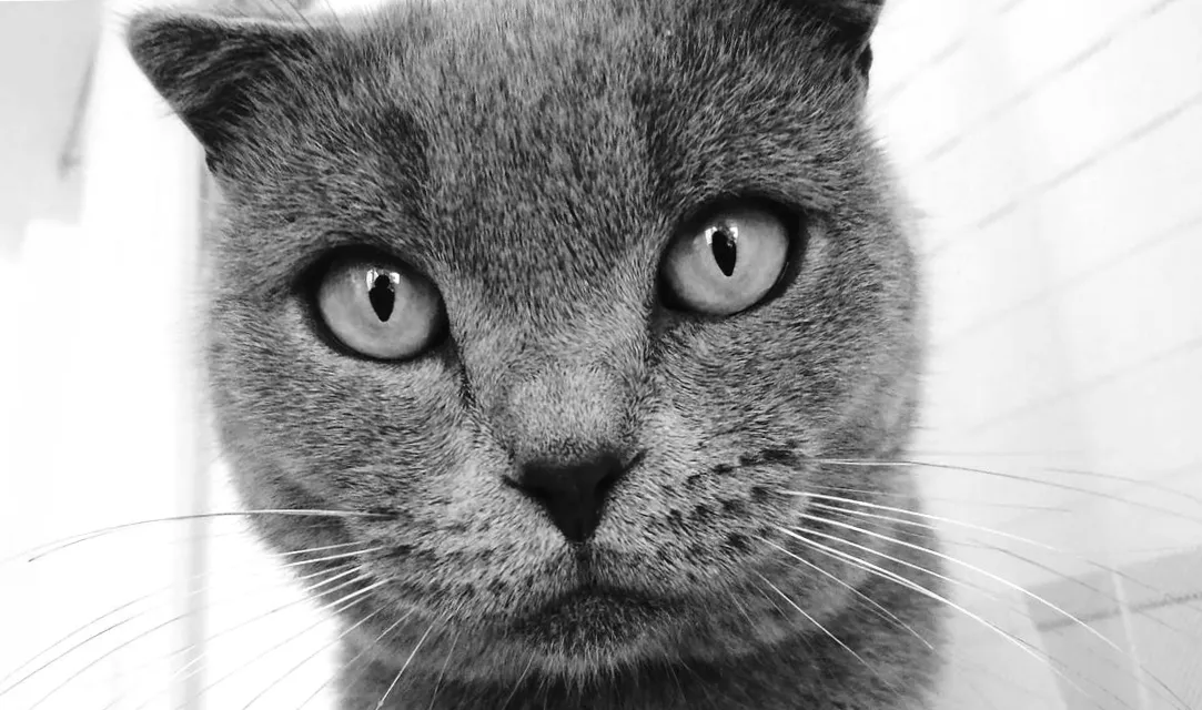 Google Photos startet KI-gestützte Meme-Kreation: „Me Meme“ enthüllt neue Möglichkeiten