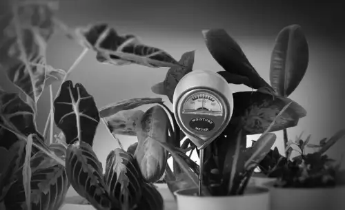 Dieses 13-Dollar-Gerät, das meine Zimmerpflanzen plötzlich rettete – was steckt dahinter?