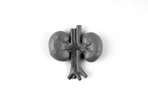 Diese Superfoods stärken Ihre Nieren – Entdecken Sie die Geheimnisse für optimale Gesundheit