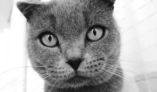 Google Photos startet KI-gestützte Meme-Kreation: „Me Meme“ enthüllt neue Möglichkeiten