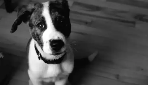 KI als stiller Helfer: Wie moderne Technologie die Haustierpflege verändert