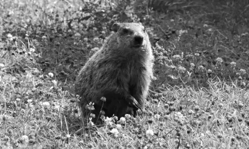 KI sagt das Wetter voraus – Überraschend unzuverlässig wie ein Murmeltier?
