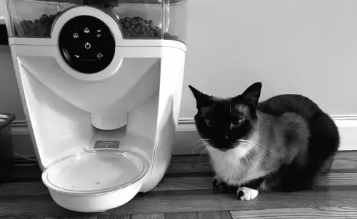 „Wie ein Roboter meine Sorgen ums Katzenfutter löste – auch wenn ich nicht zu Hause bin“