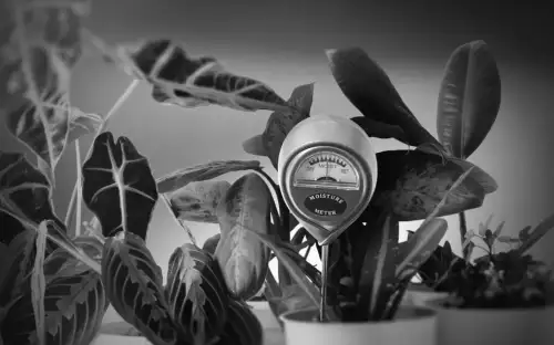 Wie ein günstiger Bodensensor meine zerbrechlichen Zimmerpflanzen rettete – und was Sie daraus lernen können